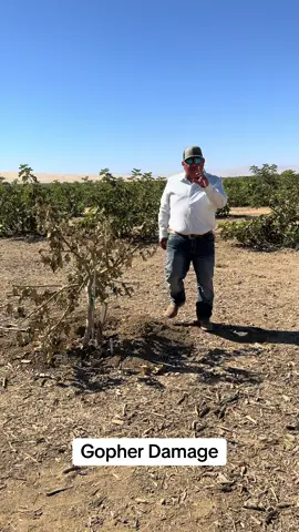 Look at the gopher damage 🤦🏻‍♂️ #ranchero #farmer #farmlife #gophers #gopherhawk 