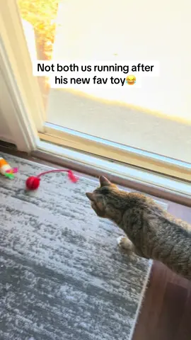 Sorry about the mess we hav but he loves it! • • #catmom #cattoys #funnycats #tabbycat #catsoftiktok 