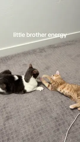 guess what happened after #catsplaying #orangekitten  #liloandstich 