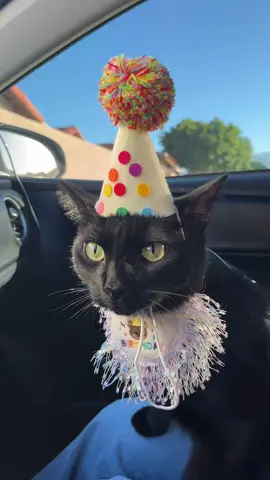 Nico’s bday shopping earlier this week #fy #fyp #cat #birthday #bag 