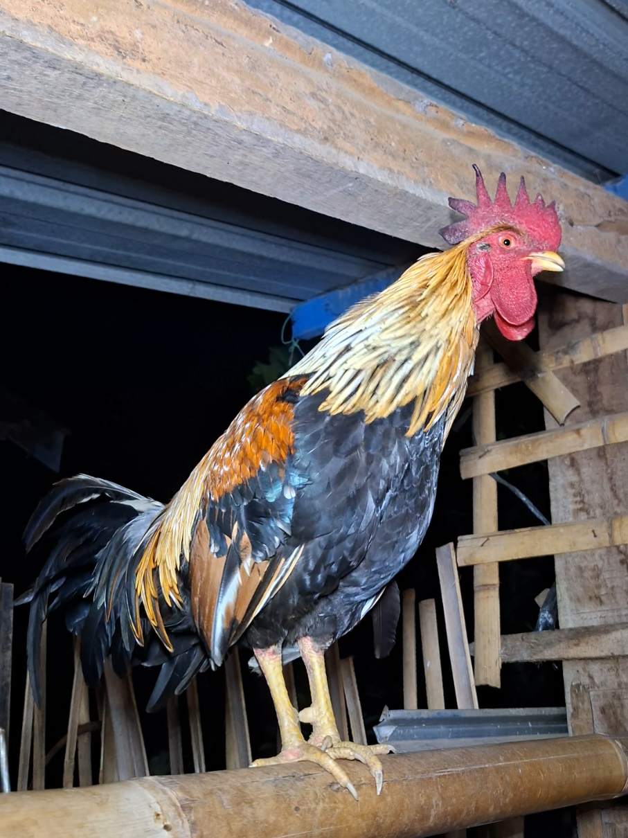 A rooster crowed, calling the hens.🐓🐓🐔 #ayam #chicken #rooster #hen #viral 