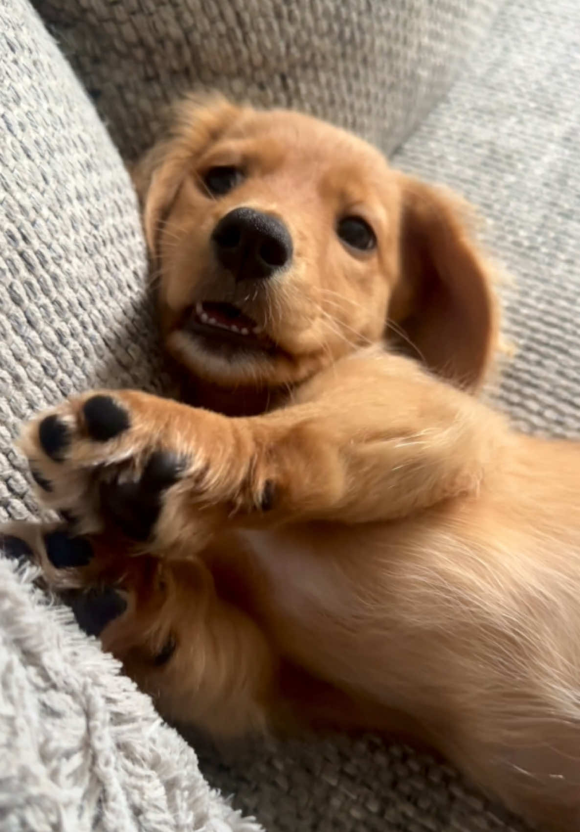 So dramatic #puppy #dachshund #dog #fyp 