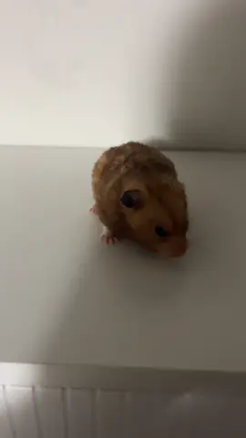 #hamster