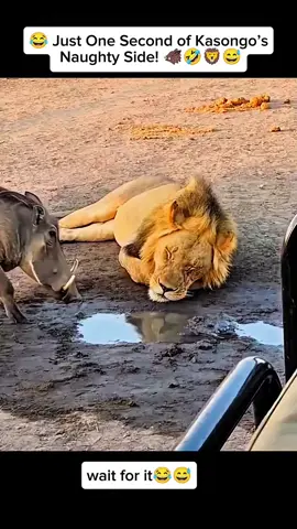 😂 Just One Second of Kasongo’s Naughty Side!🐗🤣🦁🤣🤣🤣🤣🤣 #KingKasongo #FunnyAnimals #WarthogComedy #AnimalComedy #FunnyWildlife #ViralAnimals #FYP