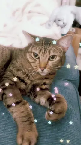 Sai hi to Betina. She’s the newest member of my family. #catsoftiktok #cat #cutecore #hellokitty #kawaiigirl 