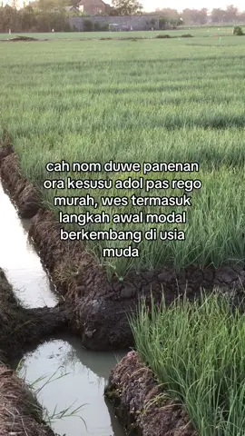 apitan jii kuncine#fyp 