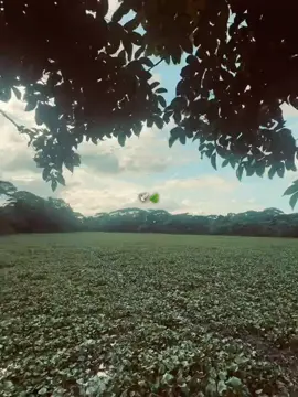 - Hum💔😅 #tiktok #vairal #video #foryou #fypシ゚ 