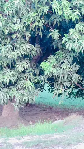 Foryou video 