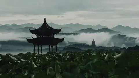 请珍惜当下的每一刻，让生活更加真诚、更加包容。🪷