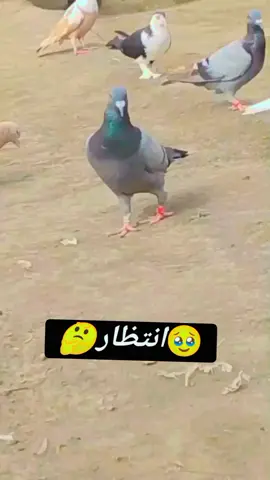 #سنگت_ویڈیو_وائرل_کریسو_آپ_ہیں🥀🌼🙈✨🎇 #😣✌️✌️🖤🥀✌️✌️😣 