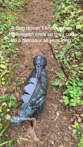#dachshund #dogcostume #dachshundsoftiktok #dachshundaddict #doghalloweencostume 
