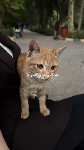 alley heaven’a 🫶🏻 #fyp #foryou #kurd #cats 