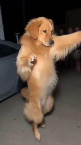 Repost and tag a friend if your ready for the weekend #goldenretriever #dogsoftiktok #dancingdog #funnymoments 