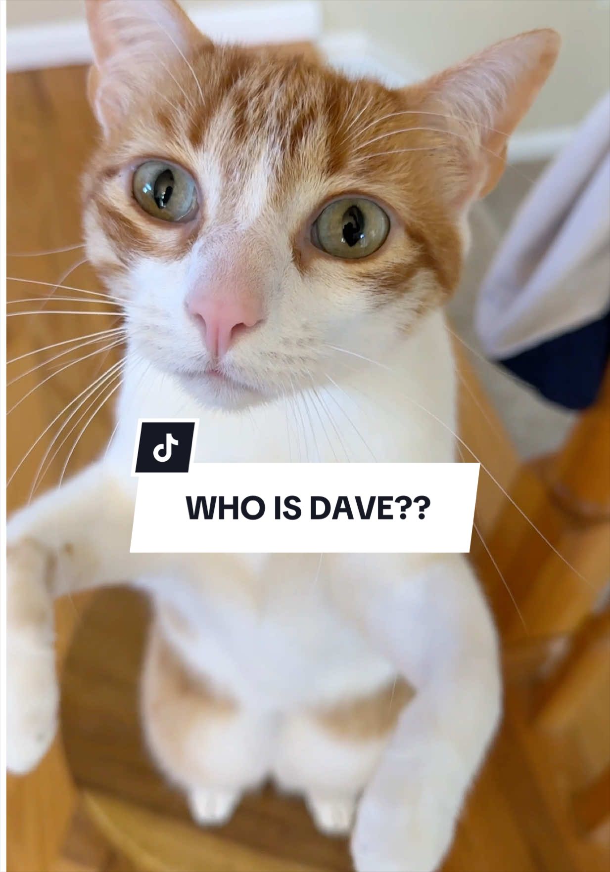 Replying to @apner Despite the vast amount of evidence to the contrary, Dave is a remarkably complex creature… #funnycats #orangecat #davethecat 