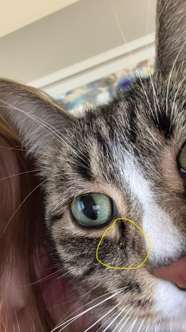 Why is my cat crying? Just one eye has water on it. So weird #catcrying #catsoftiktok #vets #weird