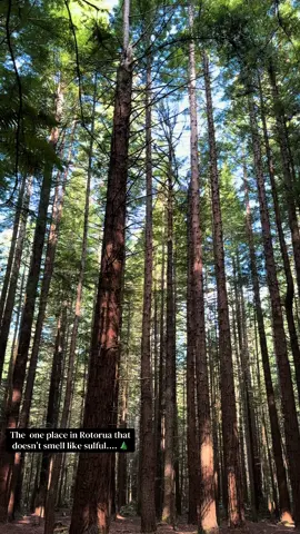 POV: You stepped into Avatar’s Pandora, but it’s actually just New Zealand. 🛸 #rotoruanz #redwoods #nzmustdo  #traveltiktok #travelbucketlist 