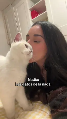 Por qué siempre hacen eso?😭😂 #gatos #cats #cattok #gatitos #gathijos 