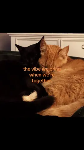 Us core. #wlw #orangecat #blackcat #fyp #legendarylovers 