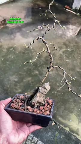 🇻🇳👩‍🌾🌳 Giải cứu cây sanh và chuyển hướng từ cây thẳng thành cây bonsai dáng xiêu tựa đá ! #bonsaimini #bonsaibotuong #nghethuatbonsai #bonsaivietnam #anhnonbobonsaicayvada