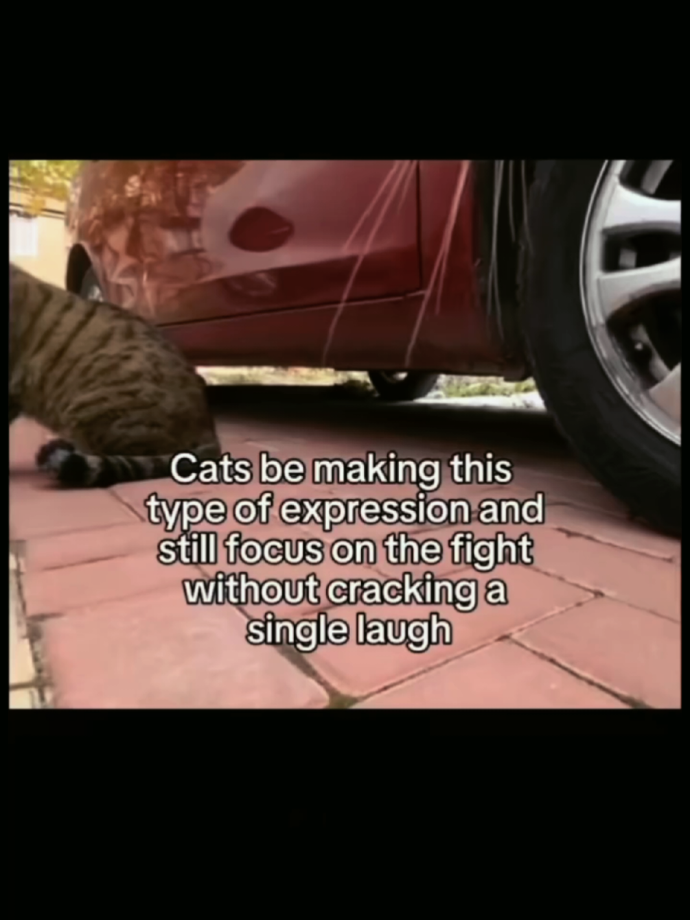 #streetcat#cats#fyp#viral
