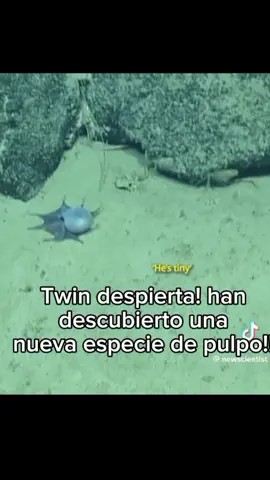 Lo amoo es súper lindoo #newspecies #pulpo #2026 #fyp #viral 