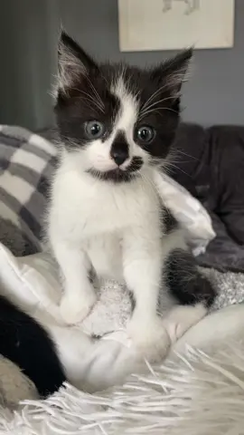 #cat #kitten 