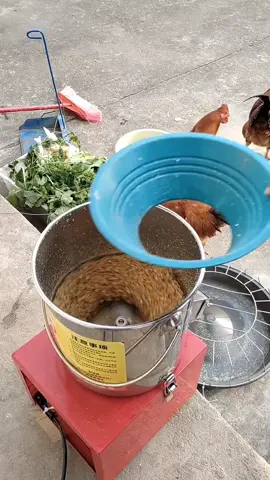 Băm rau bằng tay mãi, bao giờ mới nhàn? Bà con nuôi heo, gà, vịt mà ngày nào cũng cặm cụi băm rau thì vừa mất sức vừa tốn thời gian! Sắm ngay máy xay rau chăn nuôi, cho rau củ vào là xay nhanh, tiết kiệm công lao động. Có máy hỗ trợ, việc chuẩn bị thức ăn mỗi ngày nhẹ nhàng hơn hẳn. #channuoiheo #channuoiga #mayxayraucu #xuhuong #viralvideo 