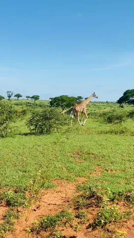 Did you that Murchison falls national park is one of the top nature destinations where you can spot giraffes moving freely in their natural habitat.This park is located in northwestern uganda approximately 309-400km road drive and the place is full of many adventure activities that you shouldn’t miss if you love travelling .#creatorsearchinsights #traveltiktoks 