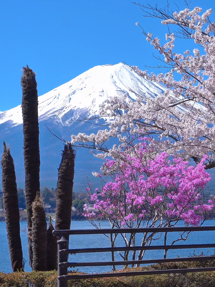 忘れられない春の富士山絶景 #富士山 #河口湖 #japan #fuji #spring 