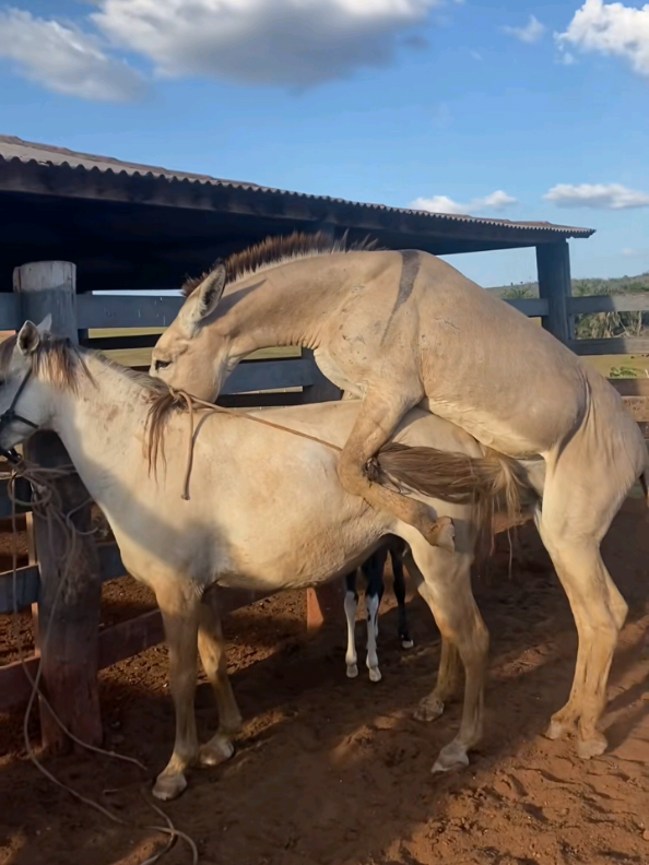 The Incredible Life of a Donkey: Mating, Pregnancy & Raising a Foal! 🫏  #Donkey #AnimalFacts #Wildlife #AnimalLife #NatureDocumentary     