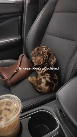 #dog #puppy #dachsund #her #dream 