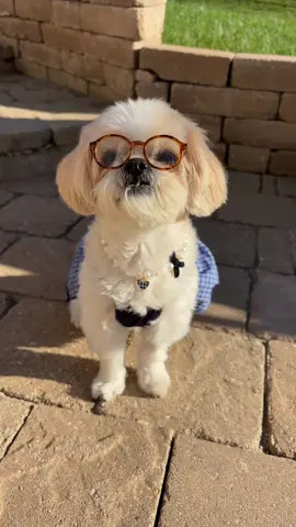What do you want to see Stella in next? #halloween #dog #costume #dogsoftiktok 