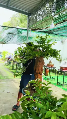 đầu đinh vào dáng #caycanh #maivang #bonsai #bonsaituanvuong 