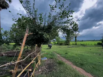 #ទេសភាពស្រុកស្រែ🌄🏜️🌱🌼🌾🐟 @ឈឺ - Soeurn #ទេសភាពស្អាតណាស់💚💚💚 