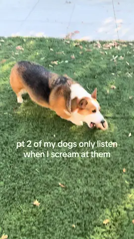 again, weirdo man #dog #dogsoftiktok #funnydog #corgi 