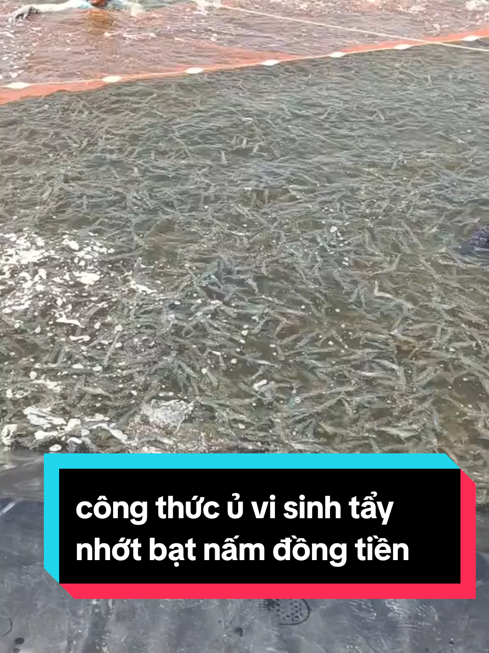 vi sinh tẩy nhớt bạt nấm đồng tiền #anphamshop69 #nuoitom #nuoitomcongnghecao 
