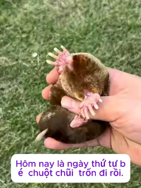Ngày Thứ 4 Bé Ba Chuột Chũi Trốn Trại Đào Tiếp Đến Tận Ruộng Khoai Lang! 🐭🌾 #shorts