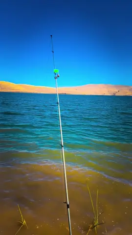 #🎣🙈🐟🐠 #fishtok #pescadores #pescabayarea #pescadores 