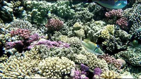 Marsa Alam Abu Dabbab  #egypt #redsea #abudabbab #rotesmeer #marsaalam 