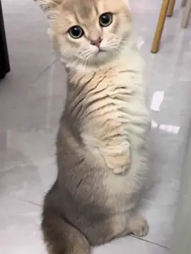#tiktok 