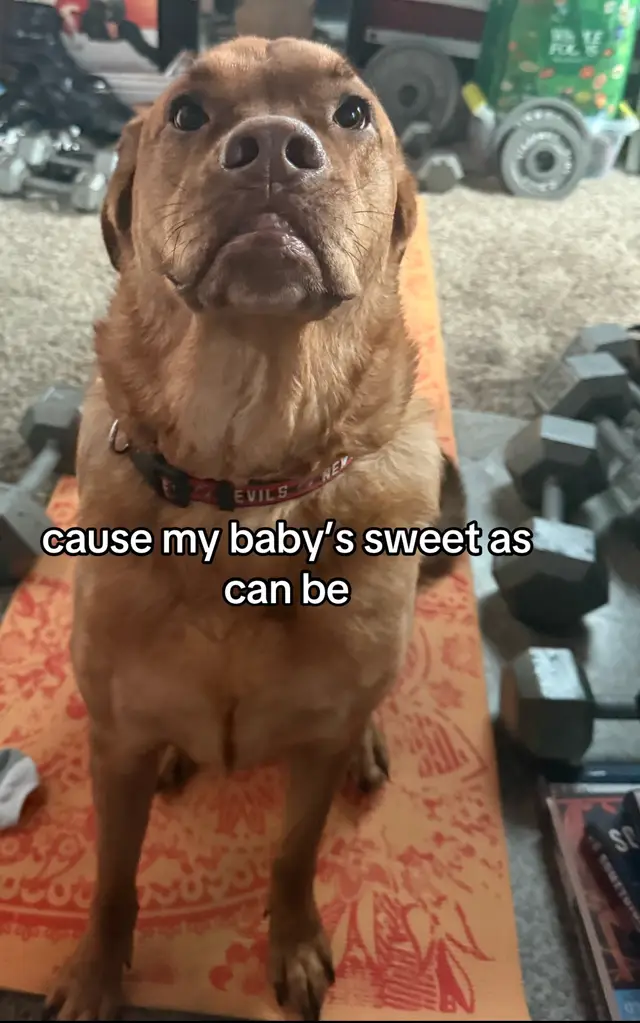 #dog #dogsoftiktok #dogs #fyp #hozier 