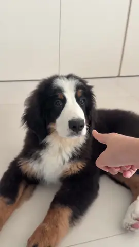 #dog #dogsoftiktok #dogs #dogsofttiktok #dog