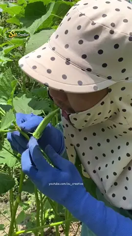 Ăn đậu bắp tươi trên cây #sucreative #asmr #okra #garden #daubap 