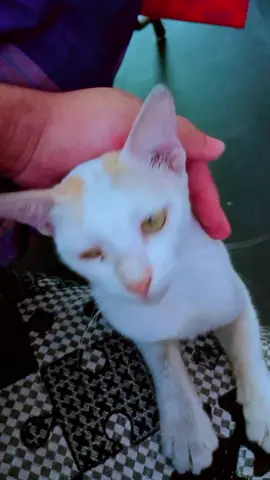 My Tom🐈‍⬛❤️