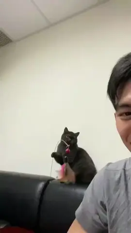 He genuinely thinks he is the head of this household. He tried jumping onto the counter and completely missed the mark. Follow for more relatable cat content every single day. #catlogic #funnycats #catsoftiktok #cats #funnyanimals 