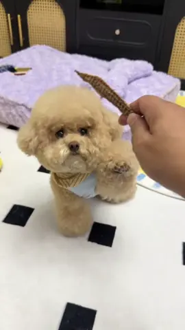 The puppy is getting so impatient! #puppy #dog #dogsoftiktok #cutedog 