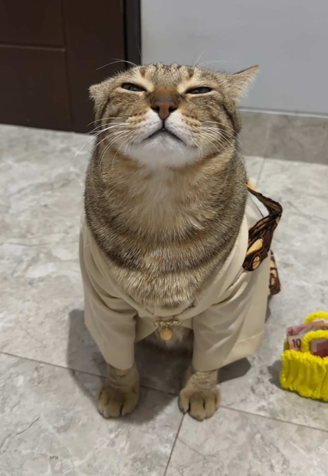 setara niken salindry sih ini #fyp #kucing #catlover 