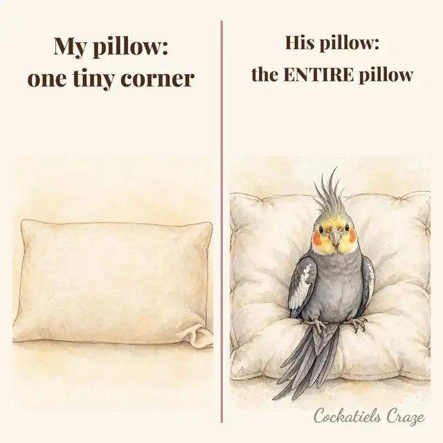I get one tiny corner. He gets the ENTIRE pillow — fluffed, centered, and looking very pleased with himself 😂🦜 Does YOUR bird claim your pillow, your bed, or your whole house? Tell me below 👇 #cockatiel #cockatiels #parrotlife #funnybirds
