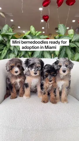 Do you want one?  #bernedoodle #dachshund #fypシ #bernedoodlesoftiktok #dachshundpuppy 