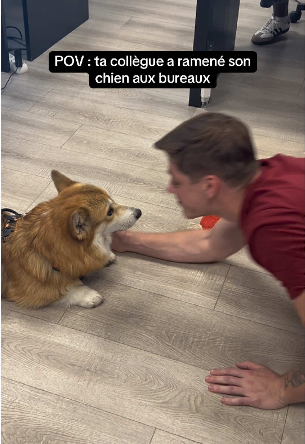 Il n’a pas de contrat et pourtant c’est ton collègue préféré ! 🥰 #chien #collegue #openspace #trend #humour 